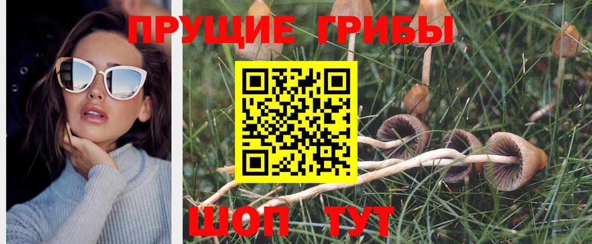 Заводоуковск  Псилоцибиновые грибы GOLDEN TEACHER  Вход с VPN  Псилоцибиновые грибы MAGIC MUSHROOMS 