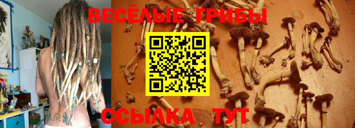 Галлюциногенные грибы Psilocybe Заводоуковск